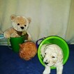 Small Photo #13 Goldendoodle Puppy For Sale in NEW BERN, NC, USA