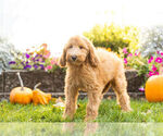 Small Photo #5 Goldendoodle Puppy For Sale in NAPPANEE, IN, USA