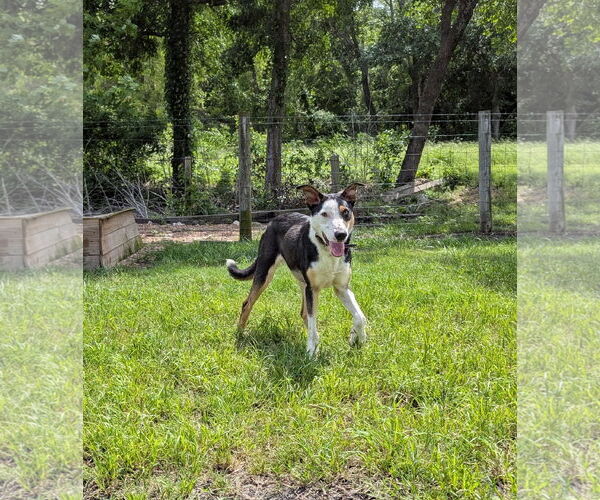 Medium Photo #5 Australian Shepherd-Unknown Mix Puppy For Sale in Denton, TX, USA