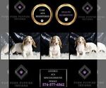 Small Photo #7 Dachshund Puppy For Sale in WARSAW, IN, USA