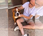 Small #1 Boxer