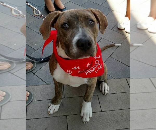 Medium Photo #17 American Staffordshire Terrier Puppy For Sale in San Diego, CA, USA