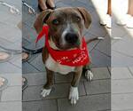 Small #16 American Staffordshire Terrier