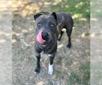 Small #1 Mutt