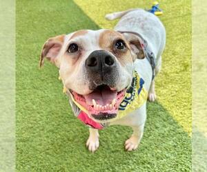Boxer-Unknown Mix Dogs for adoption in Raleigh, NC, USA
