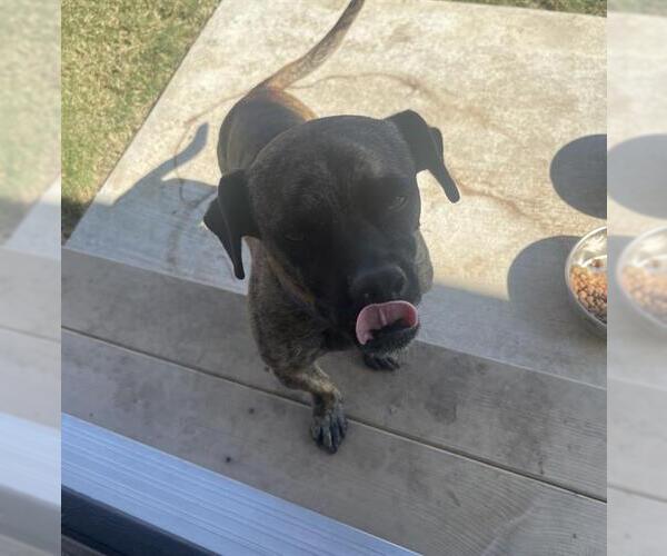 Medium Photo #1 American Staffordshire Terrier-Unknown Mix Puppy For Sale in San Antonio, TX, USA