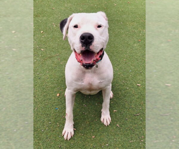 Medium Photo #1 Argentinian Mastiff Puppy For Sale in Woodland, CA, USA