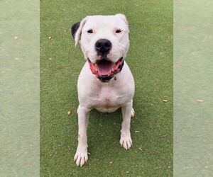 Argentinian Mastiff Dogs for adoption in Woodland, CA, USA