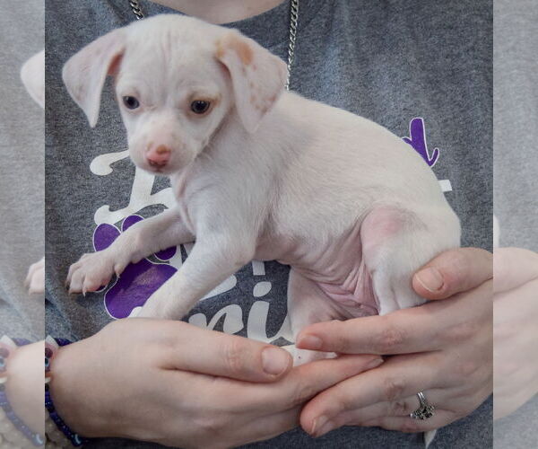 Medium Photo #2 Chiweenie Puppy For Sale in Huntley, IL, USA