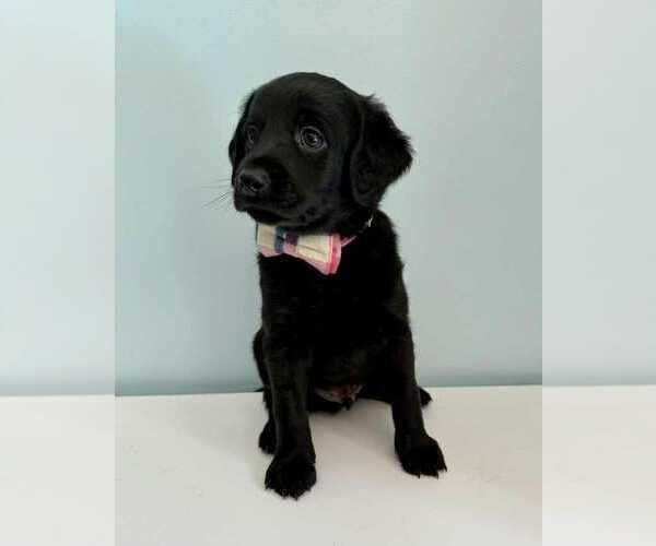 Medium Photo #4 Aussiedoodle-Labradoodle Mix Puppy For Sale in BRYANTOWN, MD, USA
