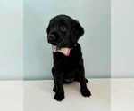 Small #3 Aussiedoodle-Labradoodle Mix