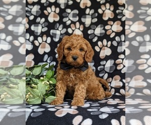 Cavapoo Puppy for Sale in CHRISTIANA, Pennsylvania USA