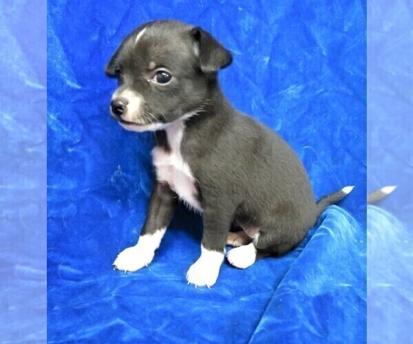 Medium Photo #5 Chihuahua Puppy For Sale in GROVESPRING, MO, USA
