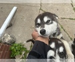 Small #7 Alaskan Malamute