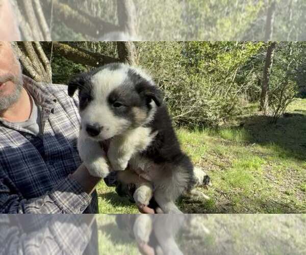 Medium Photo #10 Border Collie Puppy For Sale in MOSIER, OR, USA