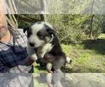 Puppy TriBlackWhite2 Border Collie