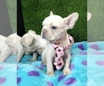 Small #11 French Bulldog