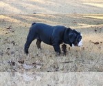 Small Photo #3 English Bulldog Puppy For Sale in POWDER SPRINGS, GA, USA