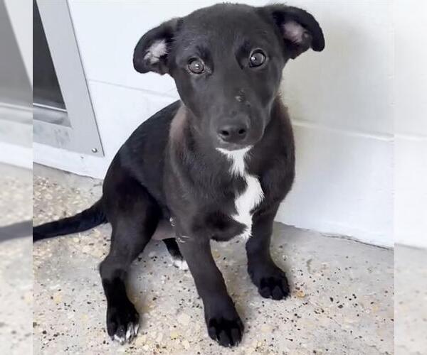 Medium Photo #1 Labrador Retriever Puppy For Sale in Houston, TX, USA