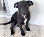 TOOTSIE ROLL - Female Labrador Retriever Dog for Adoption - Small photo