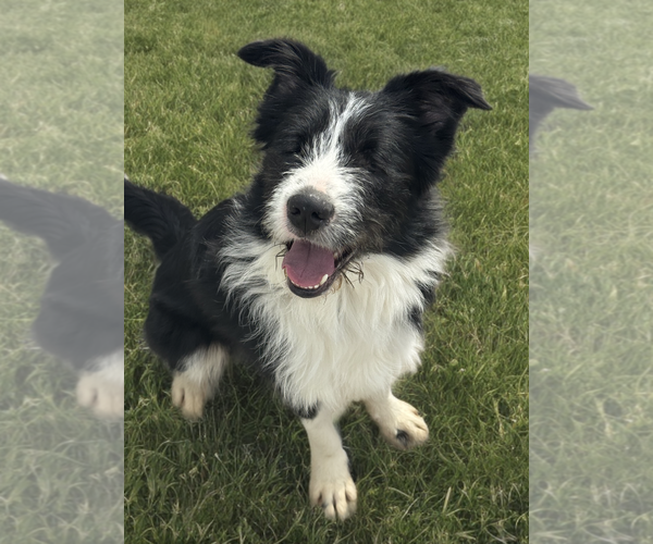 Medium Photo #1 Mutt Puppy For Sale in Newport Beach, CA, USA