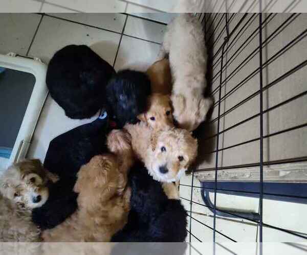 Medium Photo #1 Goldendoodle Puppy For Sale in DELTONA, FL, USA