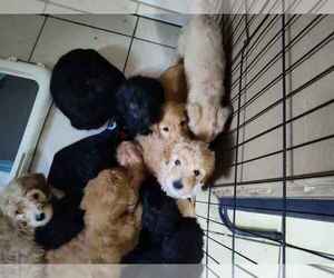 Goldendoodle Puppy for sale in DELTONA, FL, USA