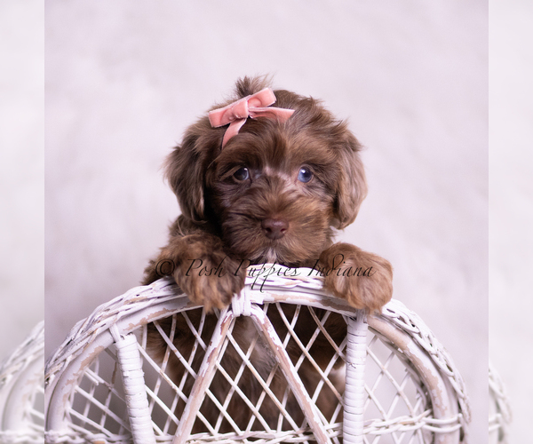 Medium Photo #6 Yorkipoo Puppy For Sale in WARSAW, IN, USA