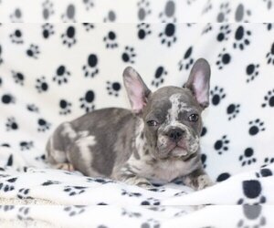French Bulldog Puppy for sale in TAMPA, FL, USA