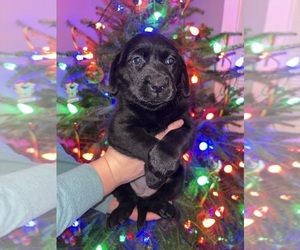 Labrador Retriever Puppy for sale in FAYETTEVILLE, OH, USA