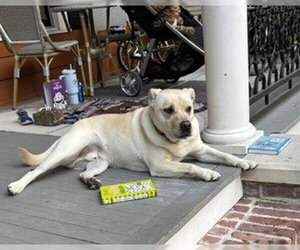 Sailor - Male Mutt Dog for Adoption - Photo #5