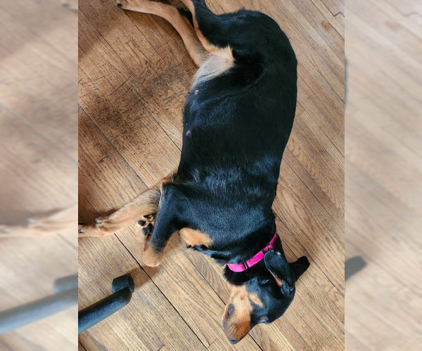 Medium Photo #13 Rottweiler-Unknown Mix Puppy For Sale in Brooklyn Center, MN, USA