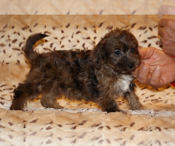 Medium Photo #16 Yorkiepoo mix (+ Poodle Toy) Puppy For Sale in DYERSBURG, TN, USA