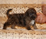 Small #15 Yorkiepoo mix (+ Poodle Toy)