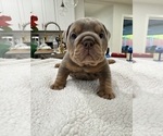 Puppy Ganja English Bulldog