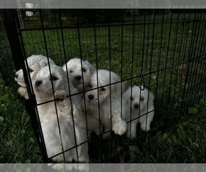 Bichon Frise Puppy for sale in NEW ALBANY, IN, USA