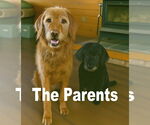 Small #1 Golden Retriever