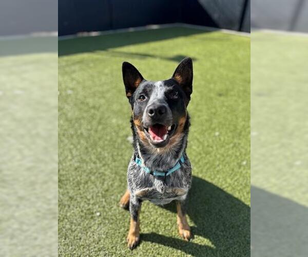 Medium Photo #2 Australian Cattle Dog Puppy For Sale in San Martin, CA, USA