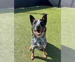 Small #1 Australian Cattle Dog