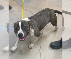 Tink - Female Mutt Dog for Adoption - Photo #3