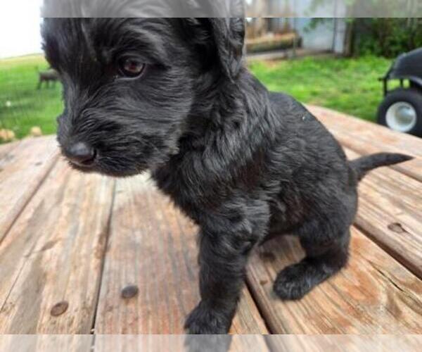 Medium Photo #6 Goldendoodle Puppy For Sale in LEON, KS, USA