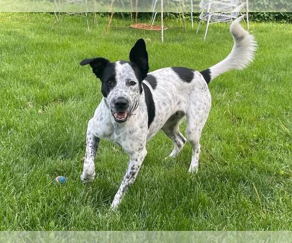 Medium Photo #3 Mutt Puppy For Sale in Westminster, MD, USA