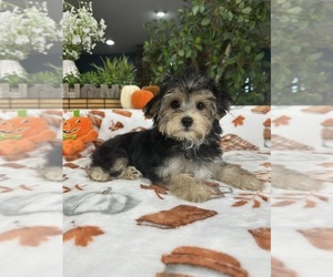 YorkiePoo Puppy for Sale in GREENFIELD, Indiana USA