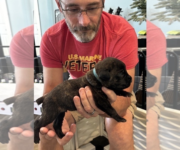 Medium Photo #21 Cane Corso Puppy For Sale in REEVESVILLE, SC, USA
