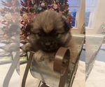 Small Photo #12 Pomeranian Puppy For Sale in GOSHEN, NY, USA
