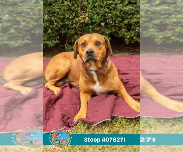 Medium Photo #1 Black Mouth Cur Puppy For Sale in Mobile, AL, USA