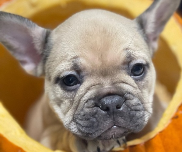 Medium Photo #17 French Bulldog Puppy For Sale in DALLAS, NC, USA
