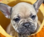 Small Photo #17 French Bulldog Puppy For Sale in DALLAS, NC, USA