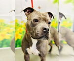 Small American Pit Bull Terrier