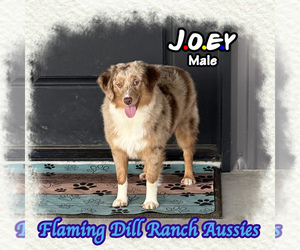 Miniature Australian Shepherd Puppy for sale in FORESTBURG, TX, USA